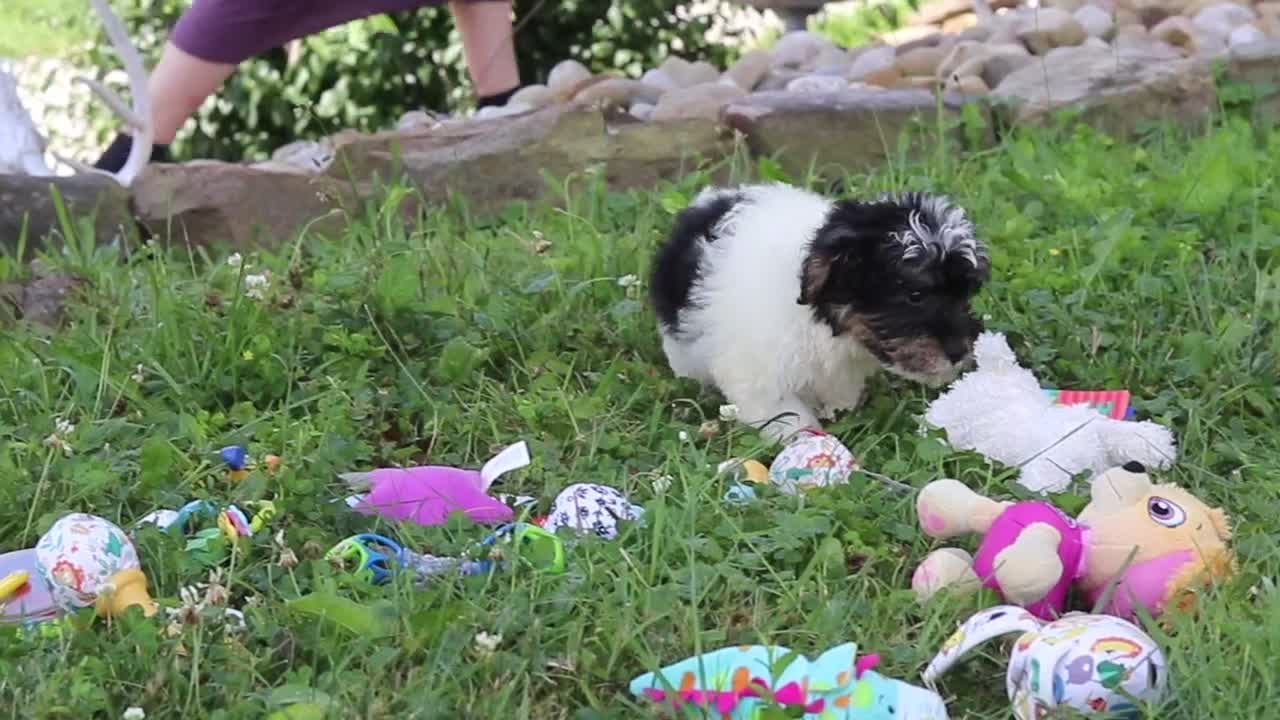 Yorkiepoo dogs for sale: Callie - Video 1