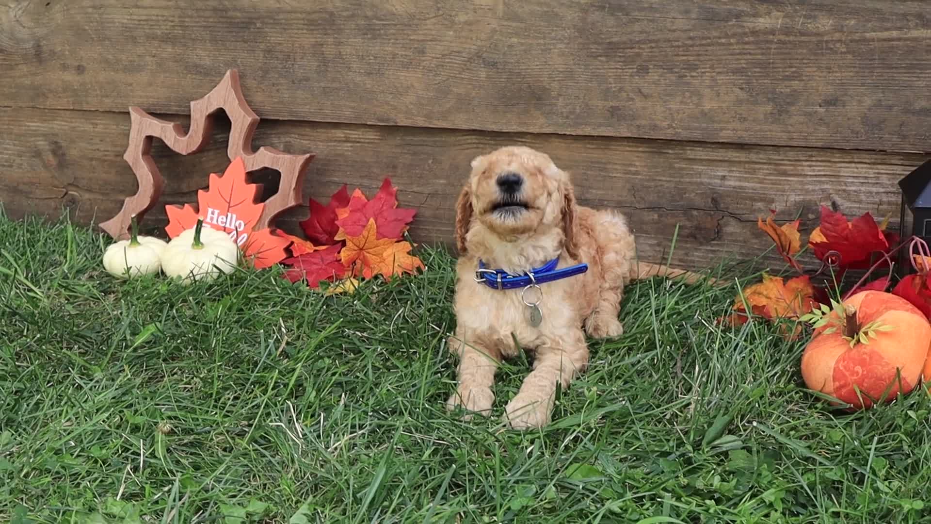 Goldendoodle dogs for sale: Noah - Video 5