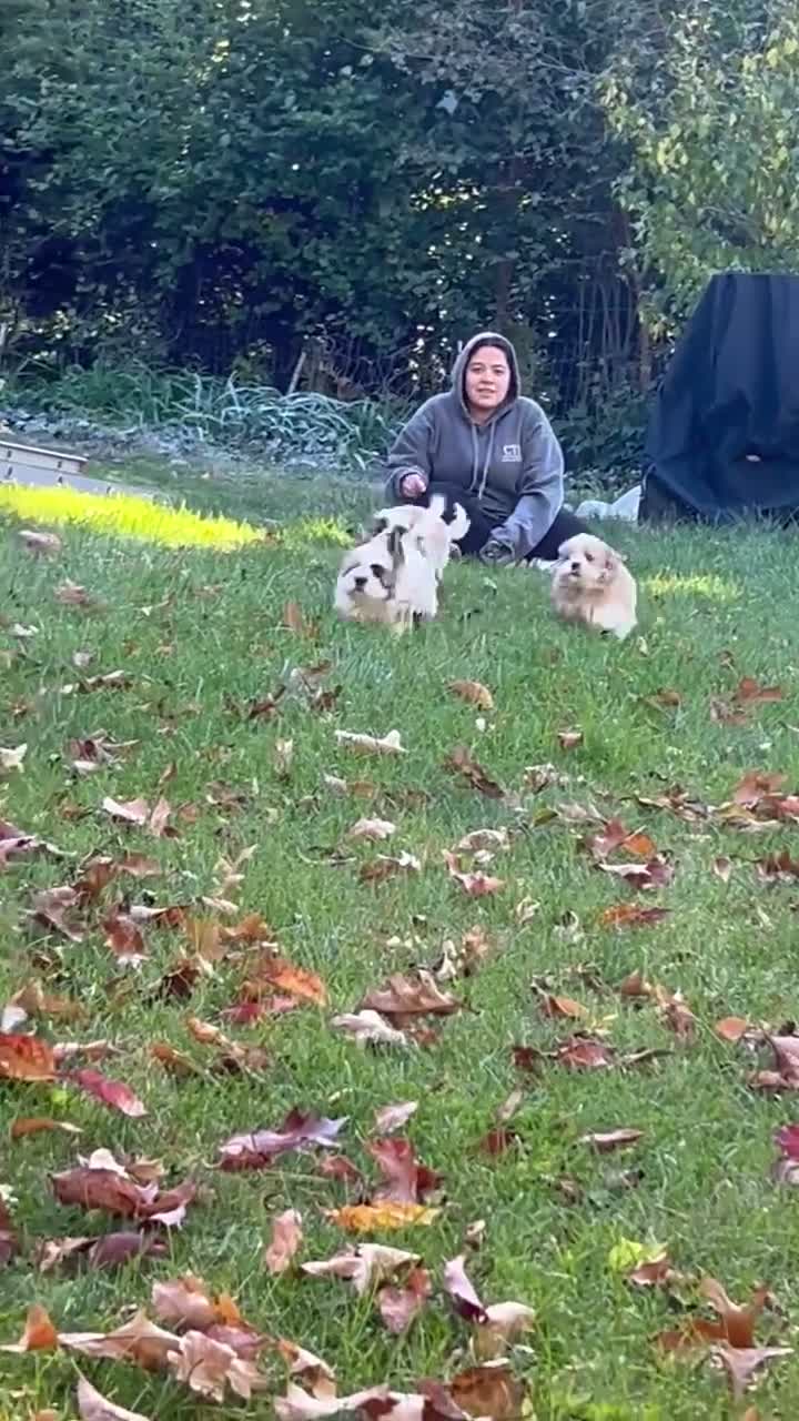 Shih Tzu dogs for sale: Shih Tzu baby boy green - Video 1