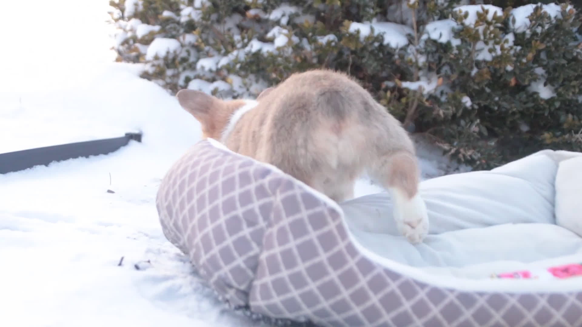 Welsh Corgi Pembroke dogs for sale: Gwen - Video 1