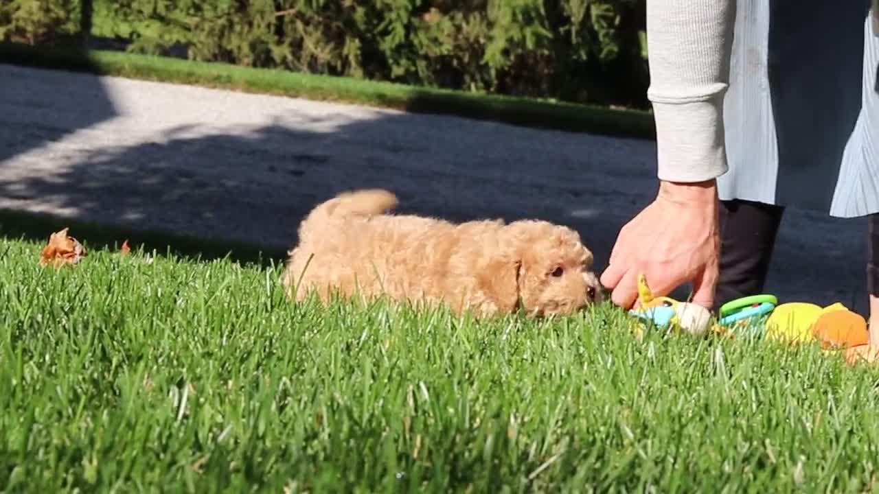 Maltipoo dogs for sale: Honey - Video 4