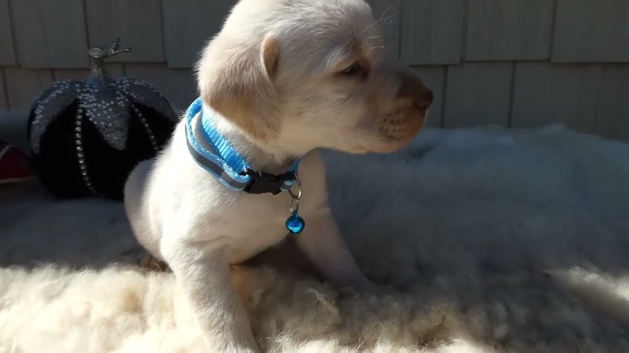 Labrador Retriever dogs for sale: Labrador Retriever 3 Celine - Video 1