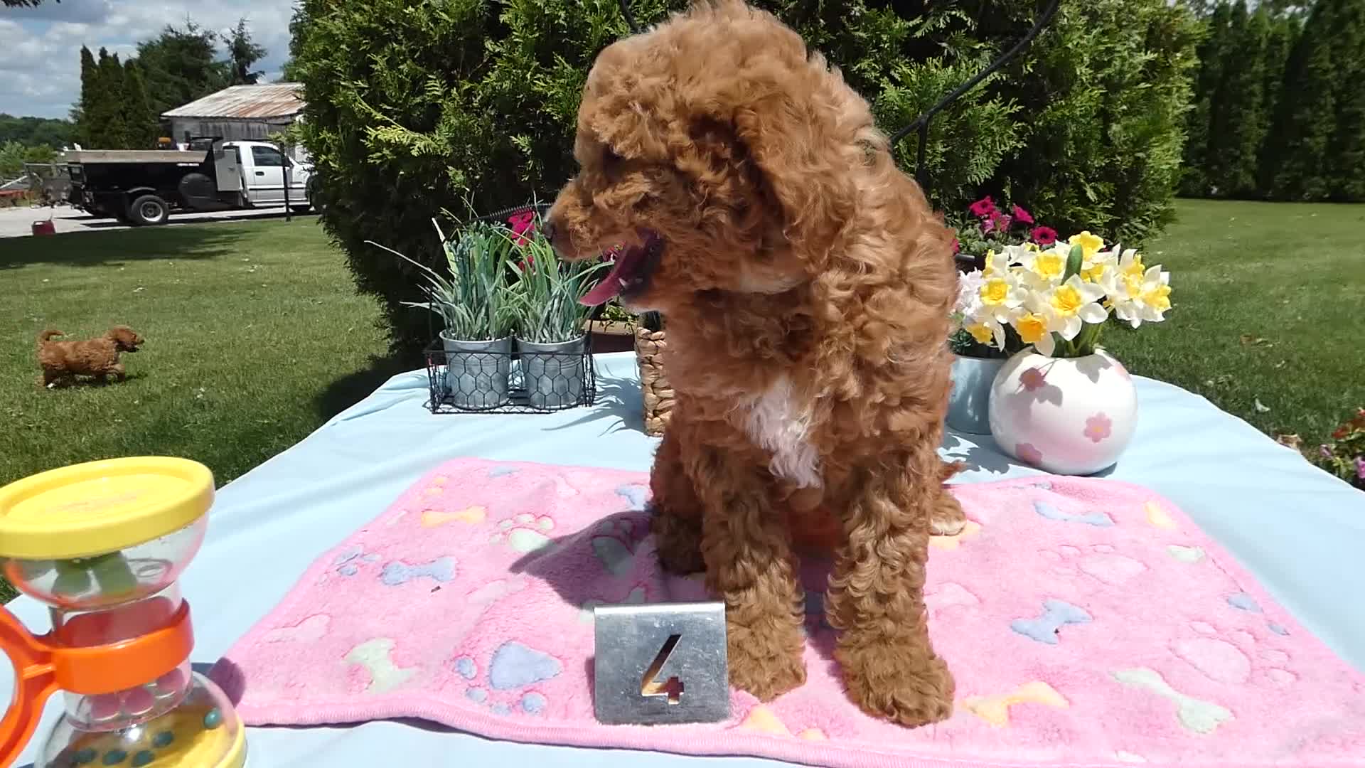 Mini Goldendoodle dogs for sale: Mini Goldendoodle 3 Starburst - Video 1