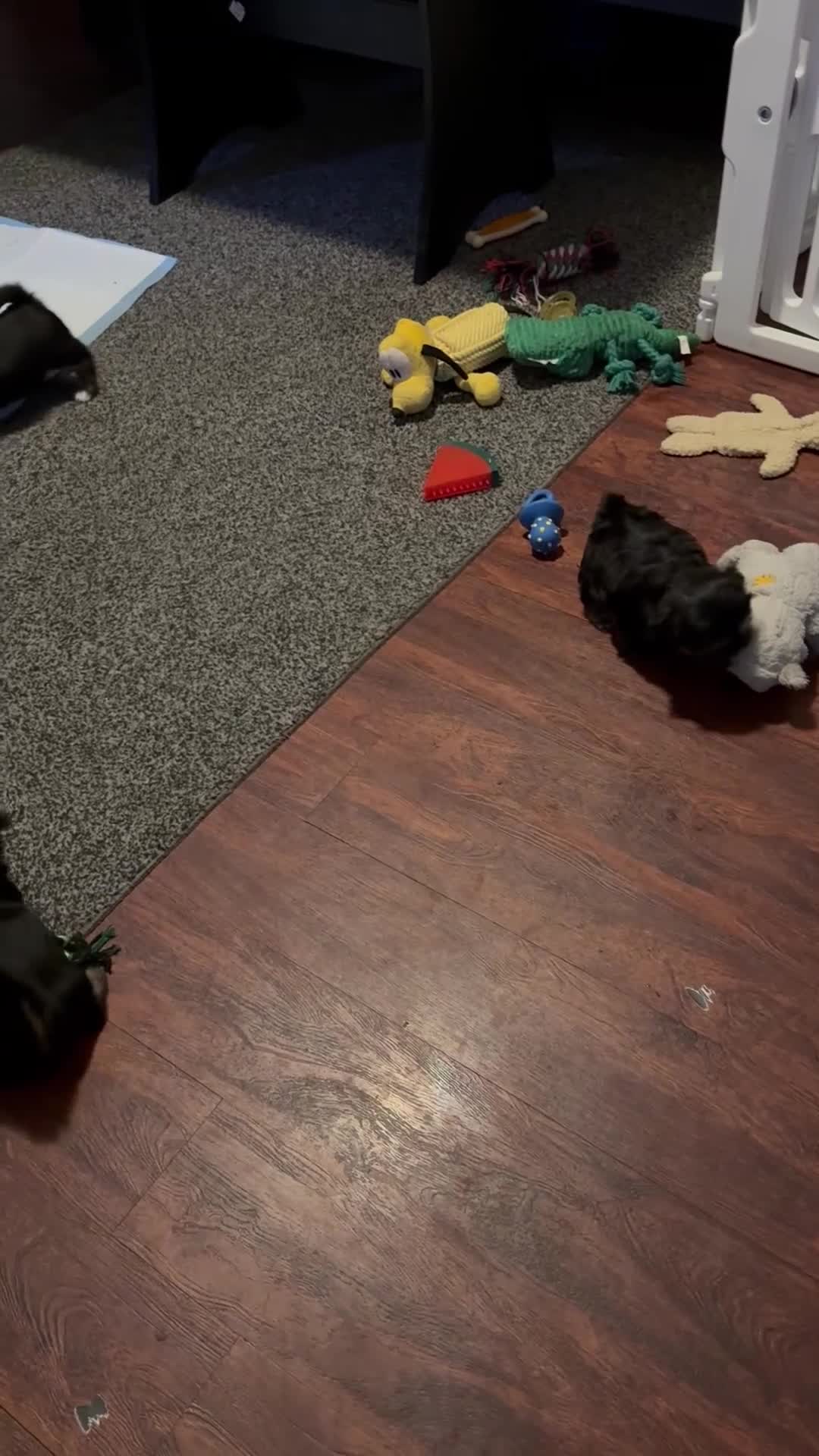 Shorkie dogs for sale: Shorkie 2 - Video 3