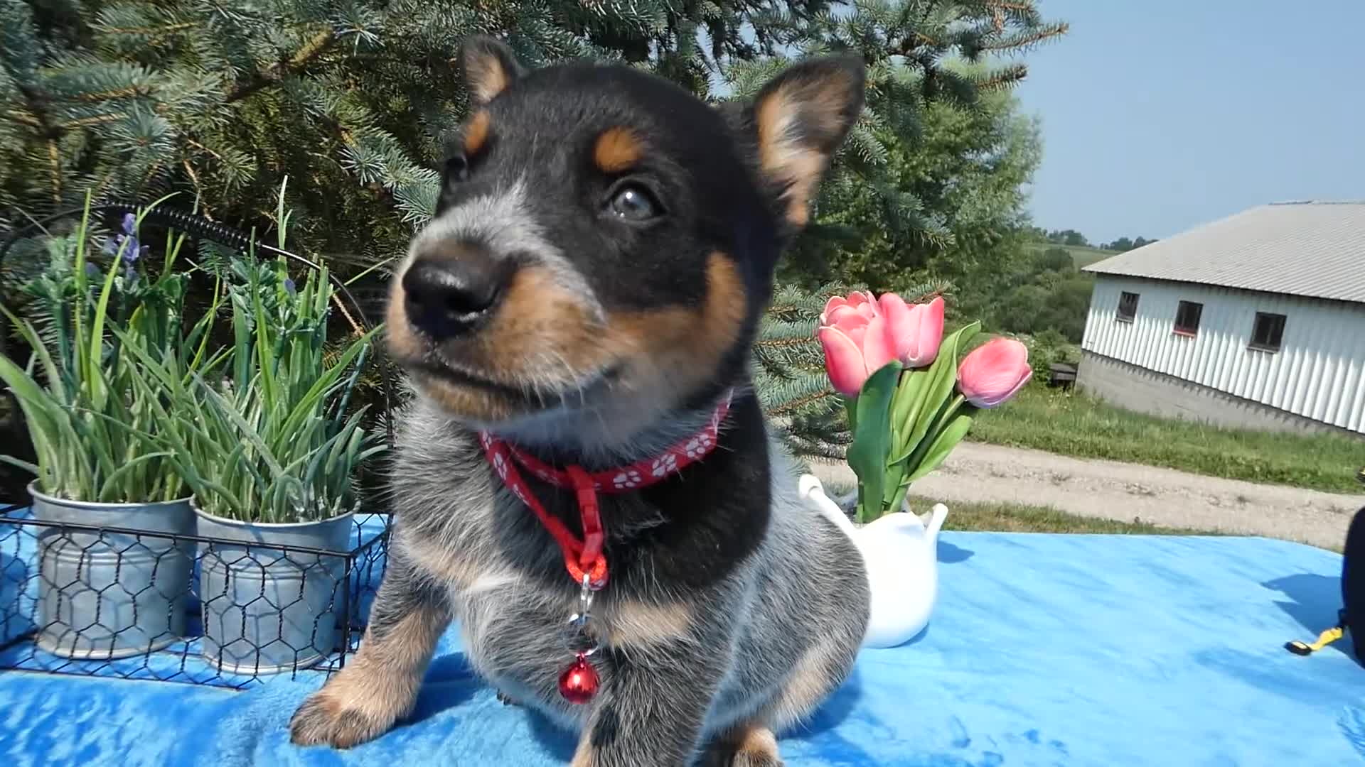 Australian Cattle Dog dogs for sale: Australian Cattle Dog 3 - Video 1