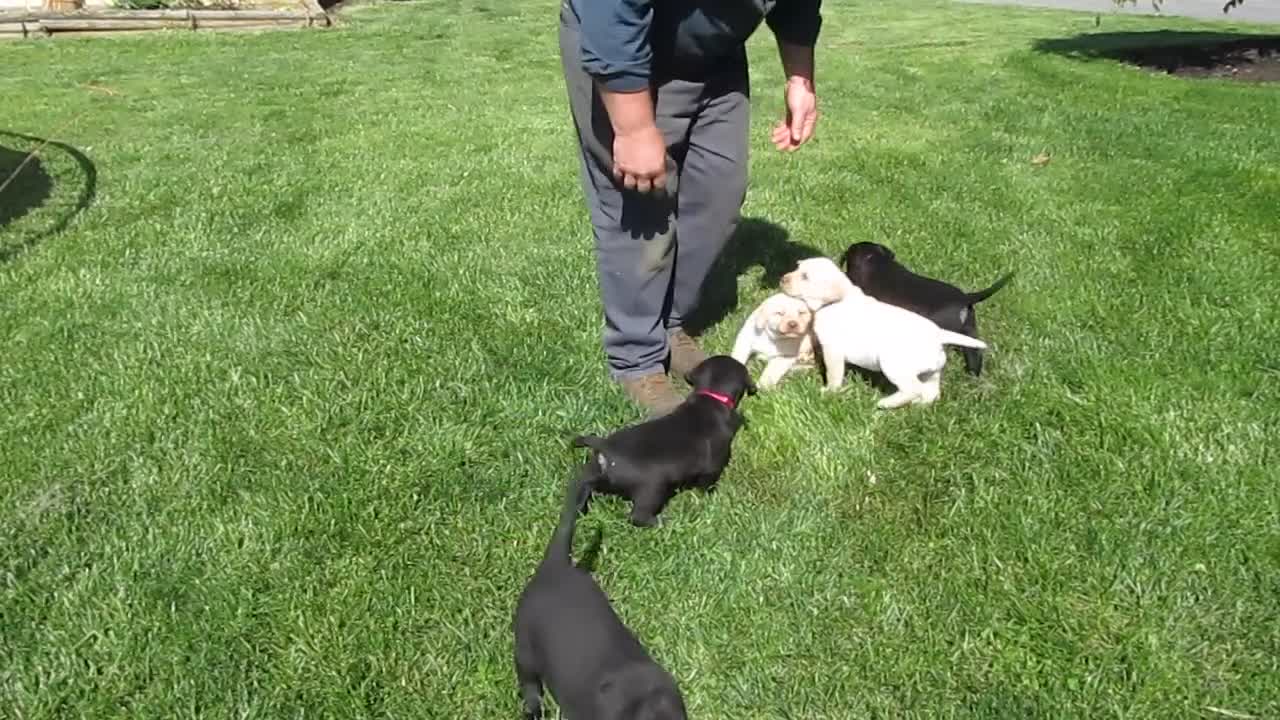 Labrador Retriever dogs for sale: Labrador Retriever Puppy 3 - Video 1