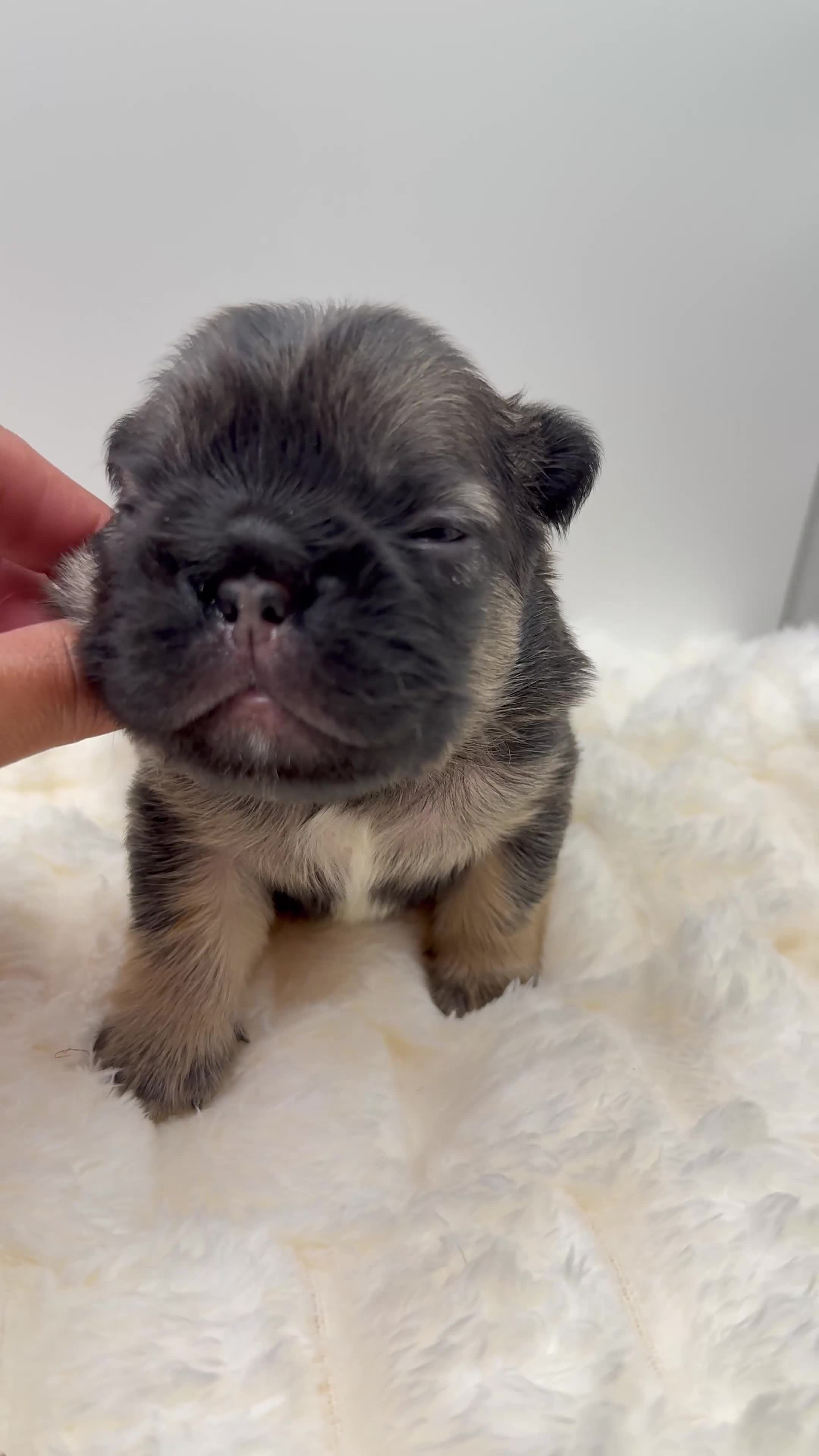 French Bulldog dogs for sale: Tomahawk  - Video 1