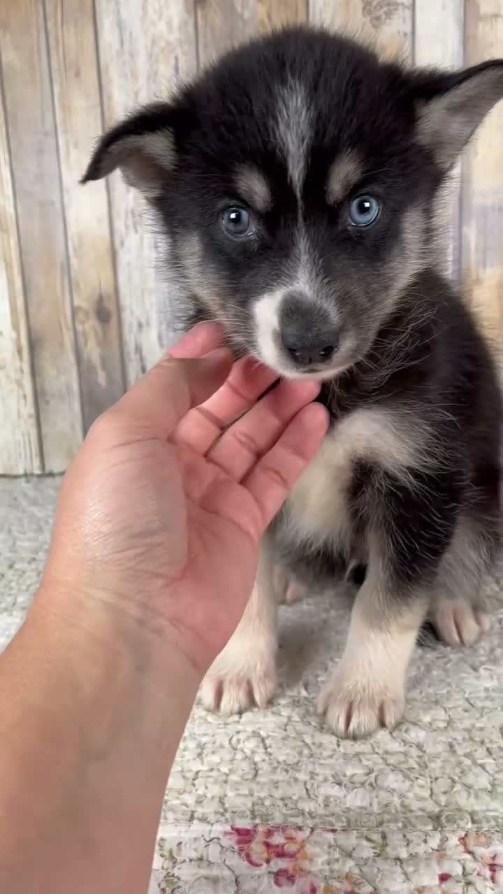 Pomsky dogs for sale: Cruse - Video 1