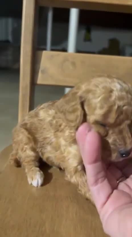 Toy Poodle dogs for sale: CHICO - ACA TOY POODLE - Video 4