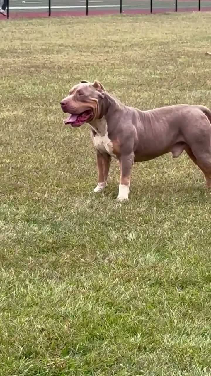 American Bully dogs for sale: Thor - male  - Video 1