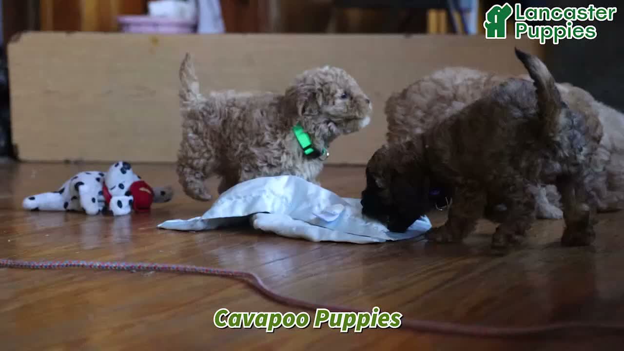 Cavapoo dogs for sale: Piper - Video 1