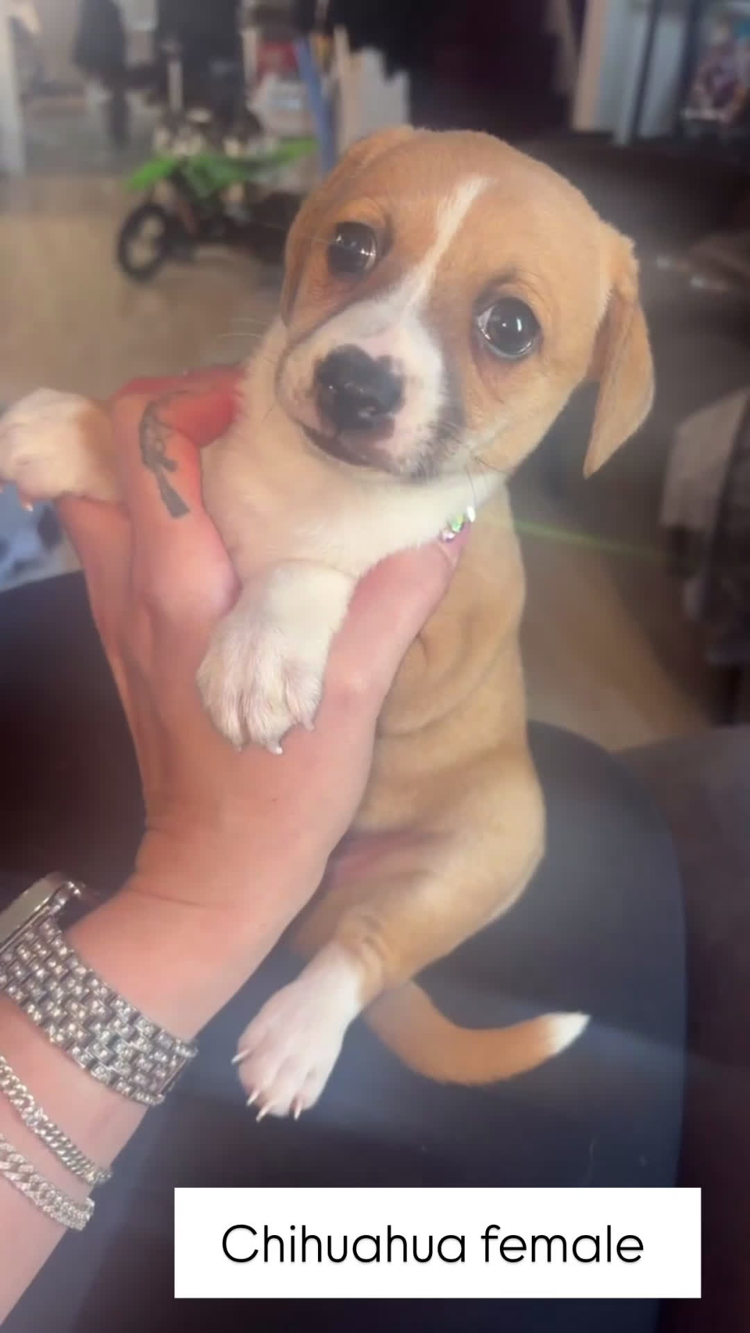 Chihuahua dogs for sale: Chihuahua Puppy 1 - Video 3