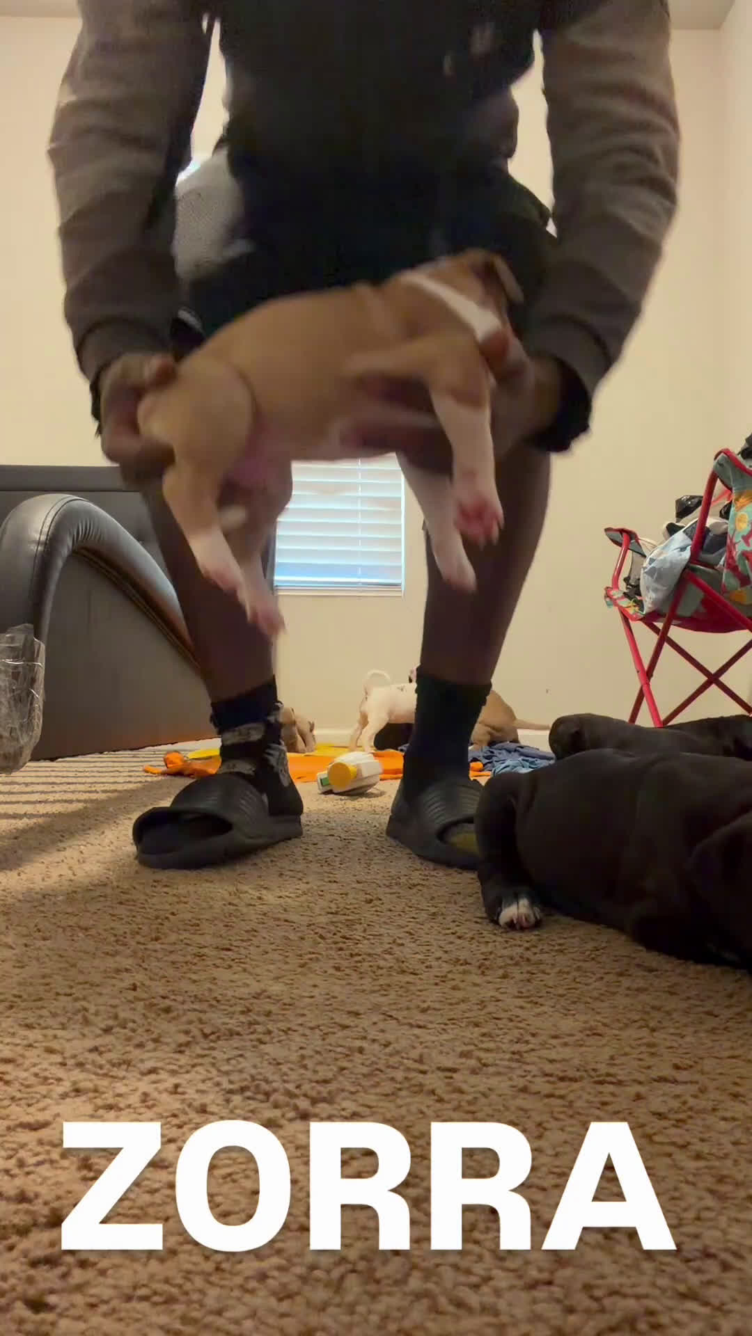 Mixed Breed dogs for sale: Mixed Breed Puppy 7 - Video 1