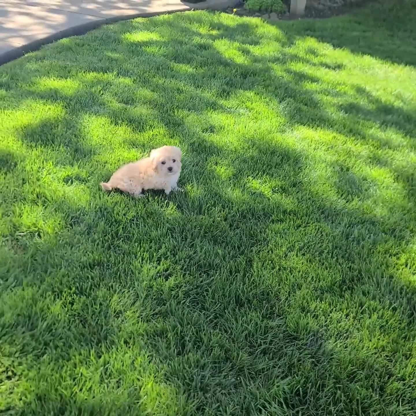 Maltipoo dogs for sale: Tyler - Video 1