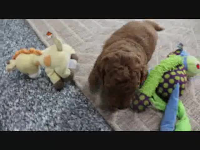 Mini Goldendoodle dogs for sale: Arnold - Video 5