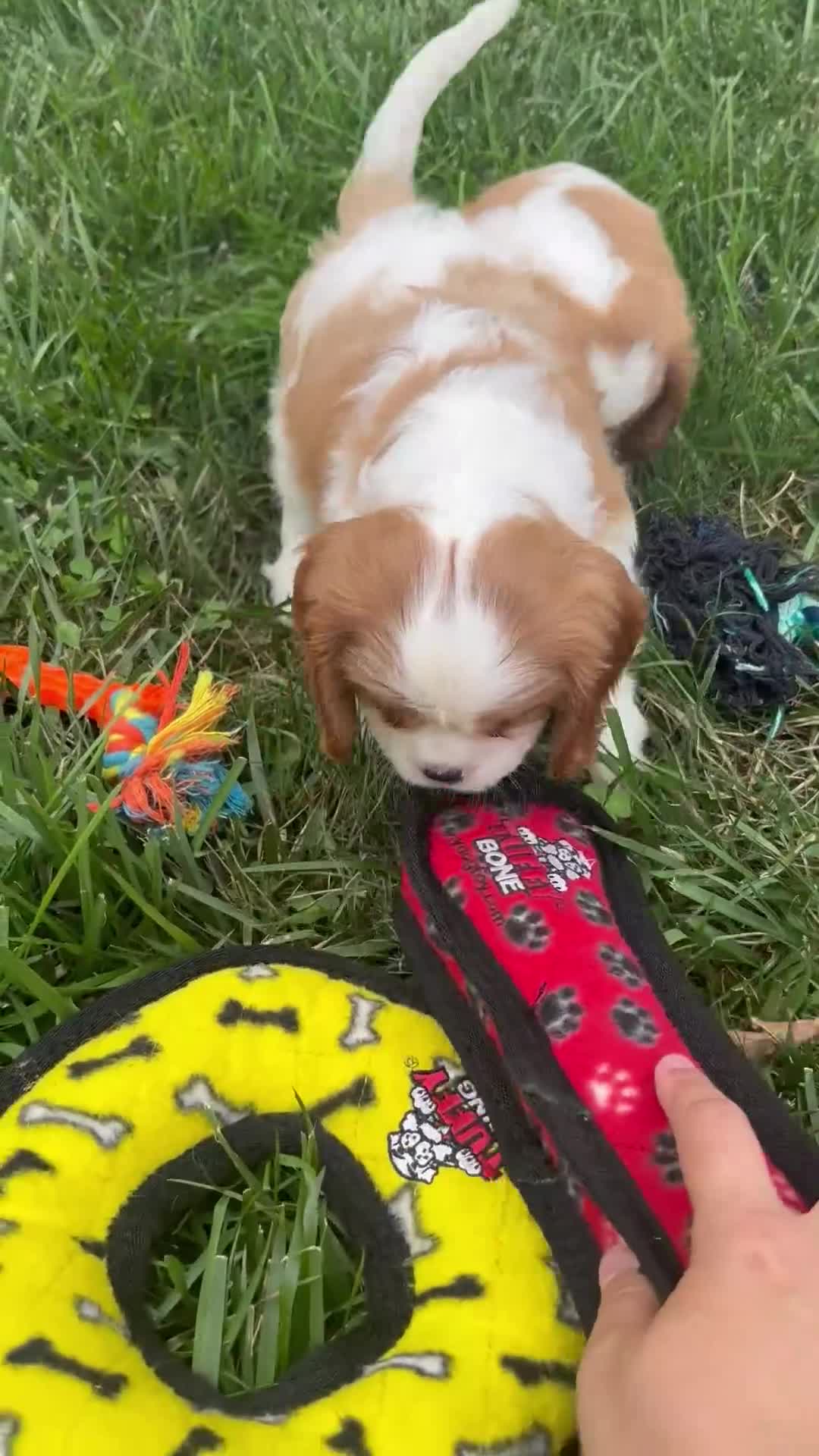 Cavalier King Charles Spaniel dogs for sale: Jackson - Video 1