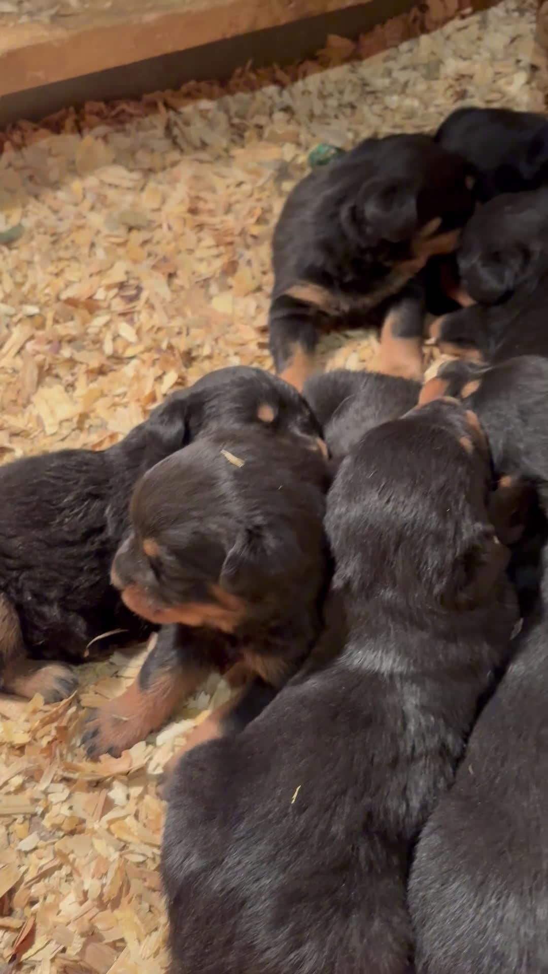 Rottweiler dogs for sale: Rottweiler Puppy 6 - Video 1