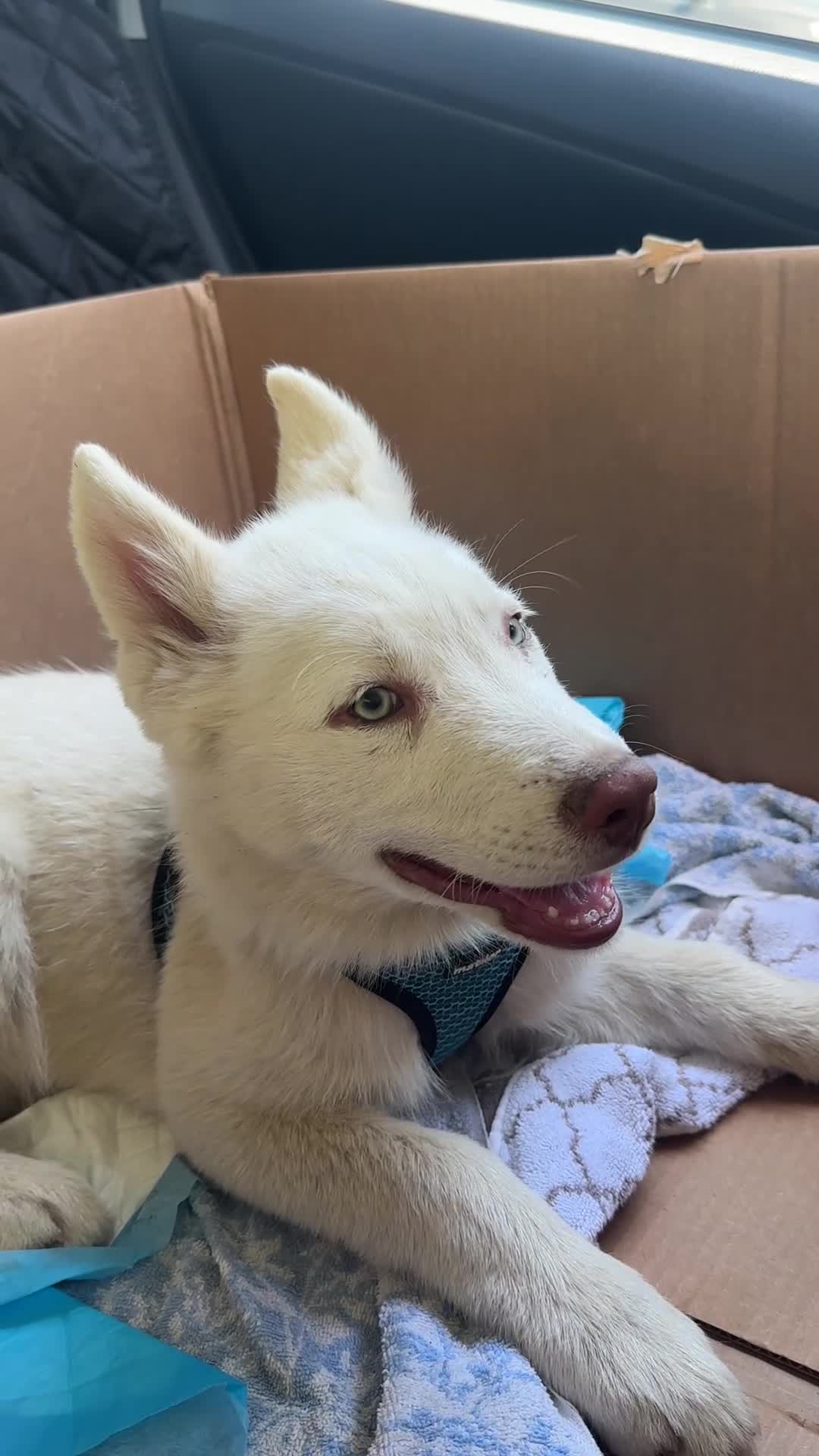 Siberian Husky dogs for sale: Siberian Husky 1 - Video 2