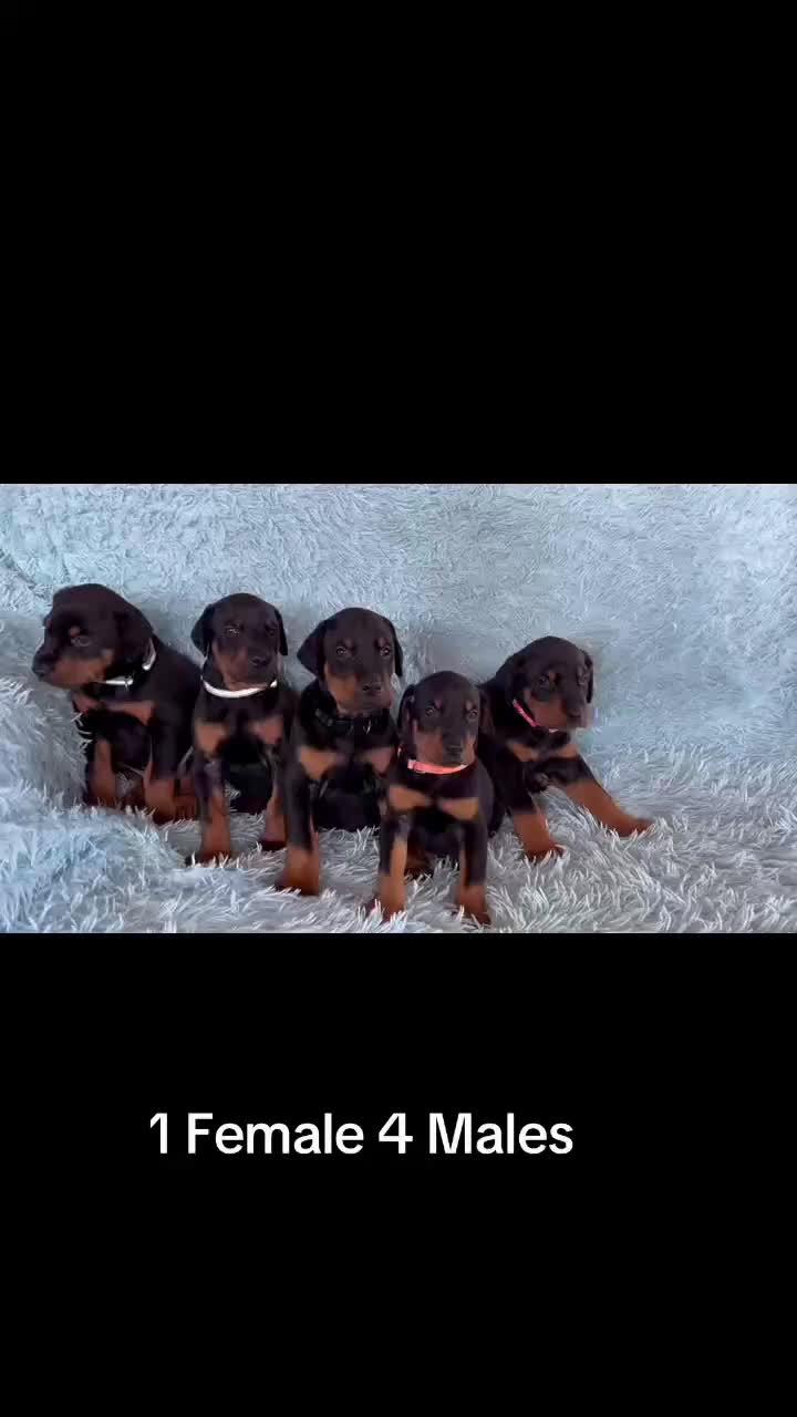 Doberman Pinscher dogs for sale: Female with ear crop - Video 6