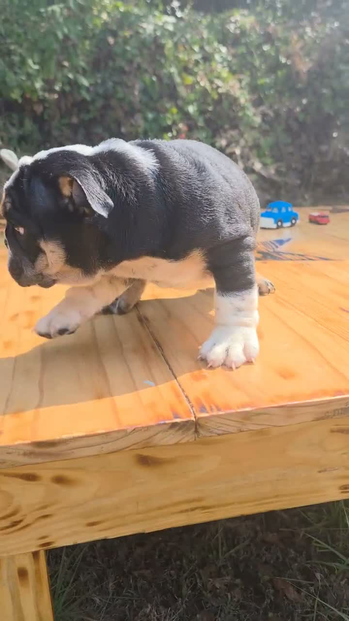 English Bulldog dogs for sale: BEAN - Video 1