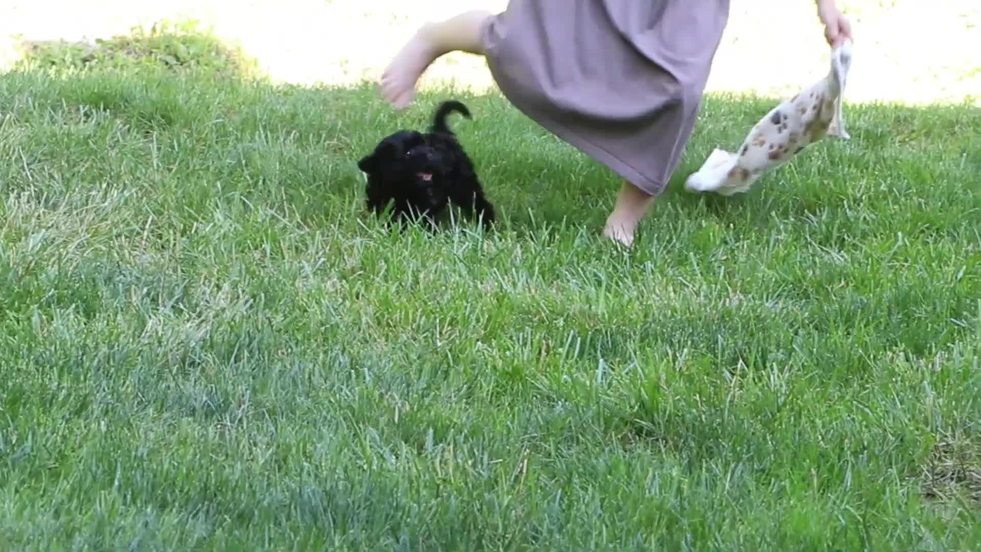 Cavapoo dogs for sale: Sophie - Video 1