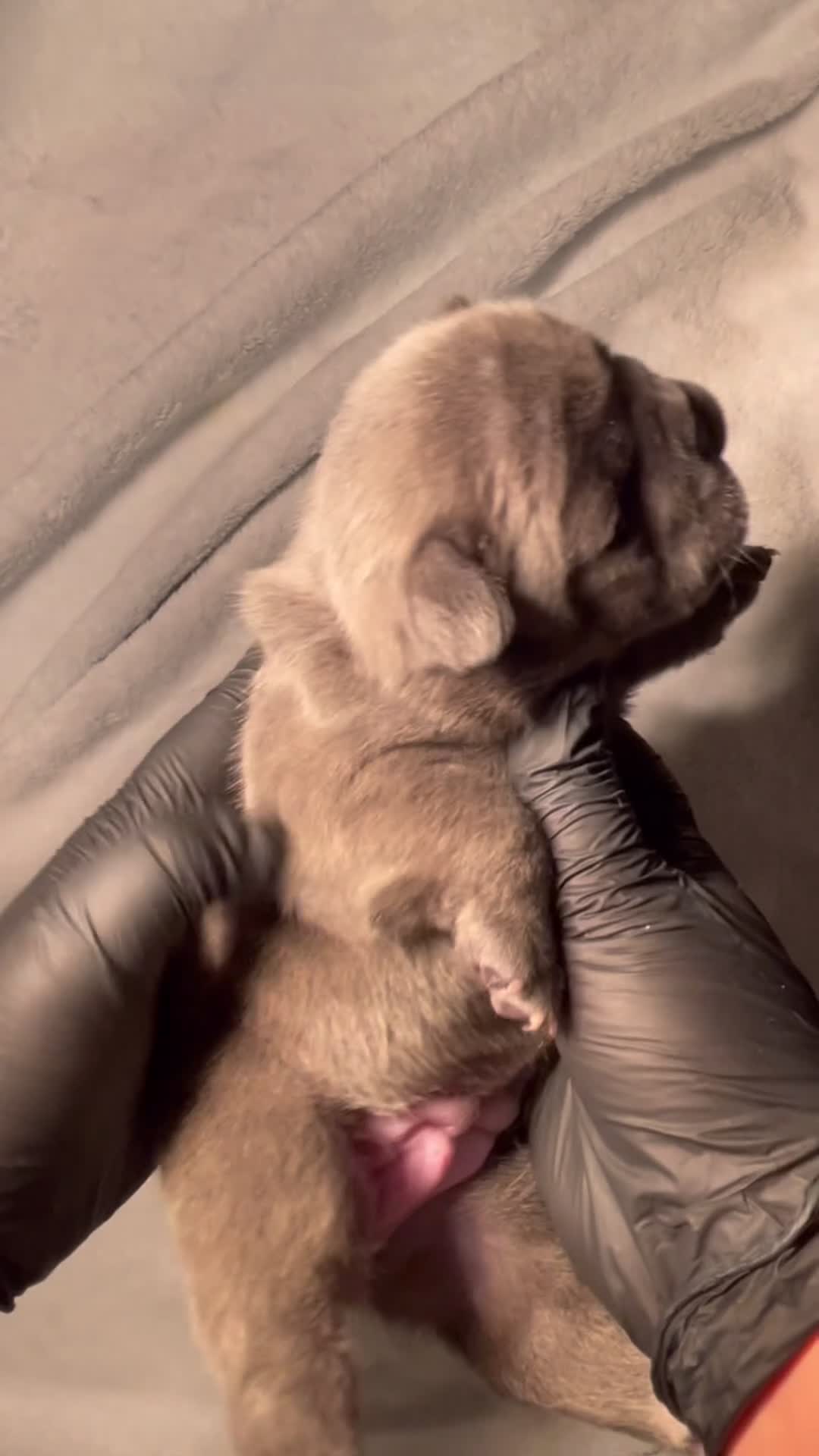 French Bulldog dogs for sale: Bella - FEMALE - Video 1