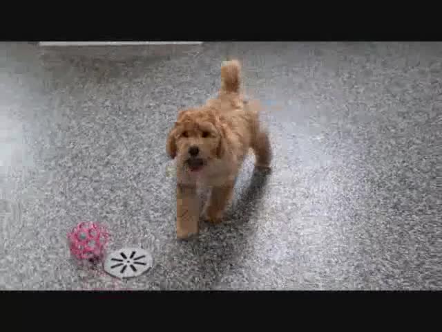 Mini Goldendoodle dogs for sale: Frankie - Video 1