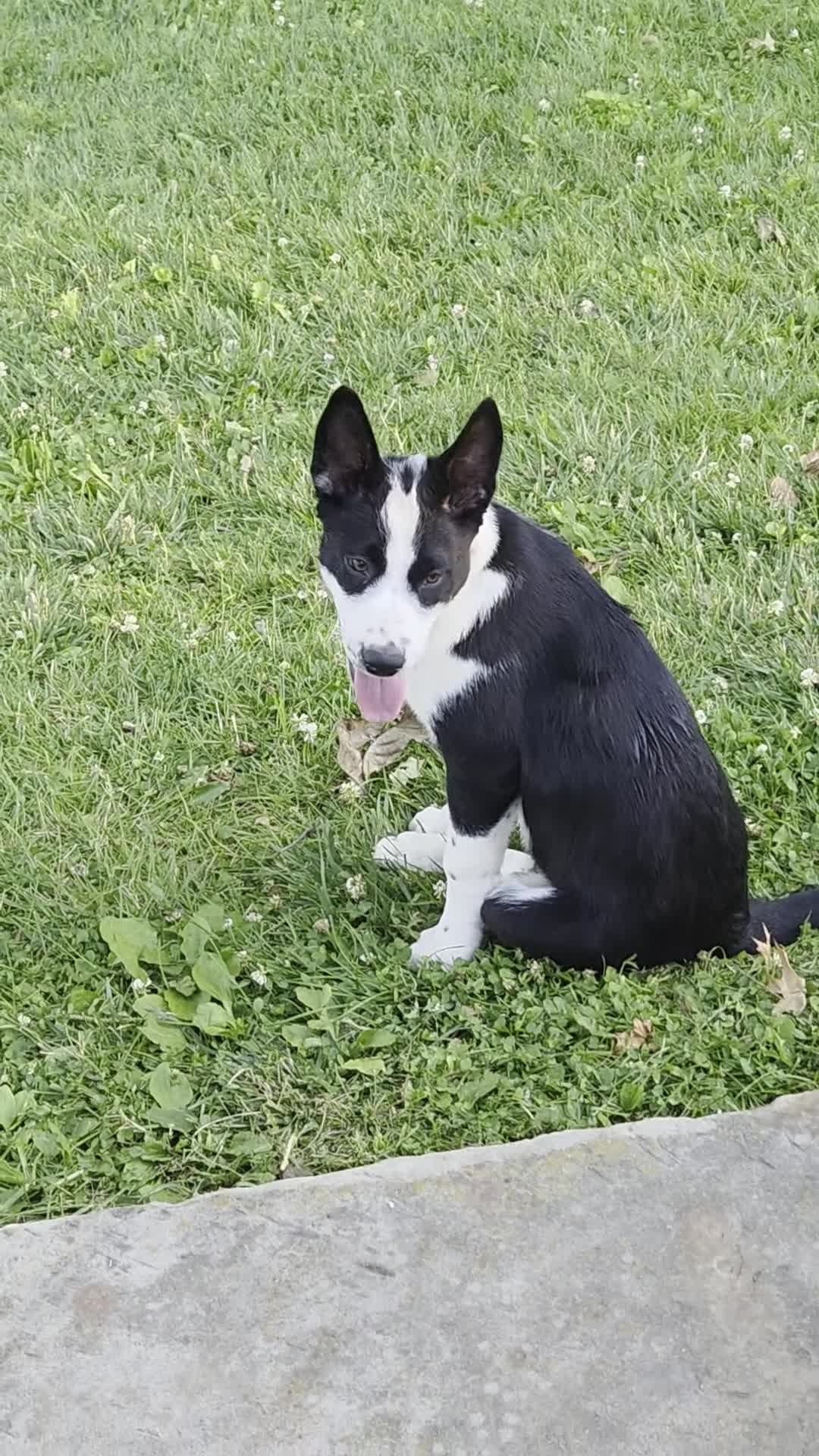 Mixed Breed dogs for sale: 2 Spot - Video 1