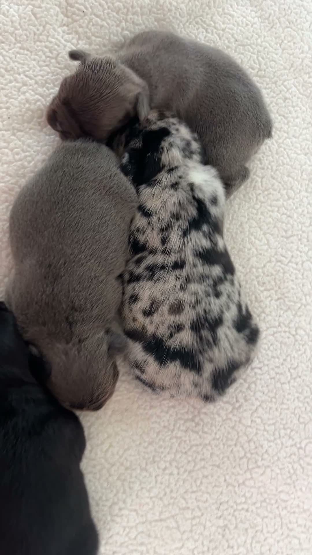 French Bulldog dogs for sale: Bruno - Video 1