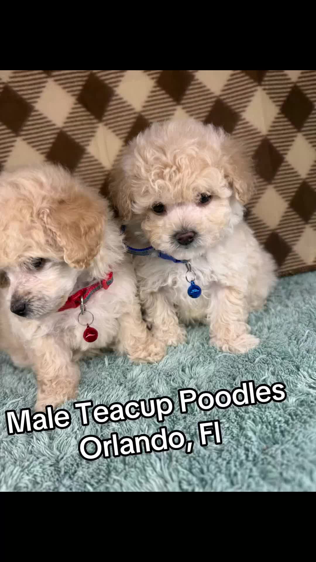 Toy Poodle dogs for sale: Duke (teacup) - Video 1