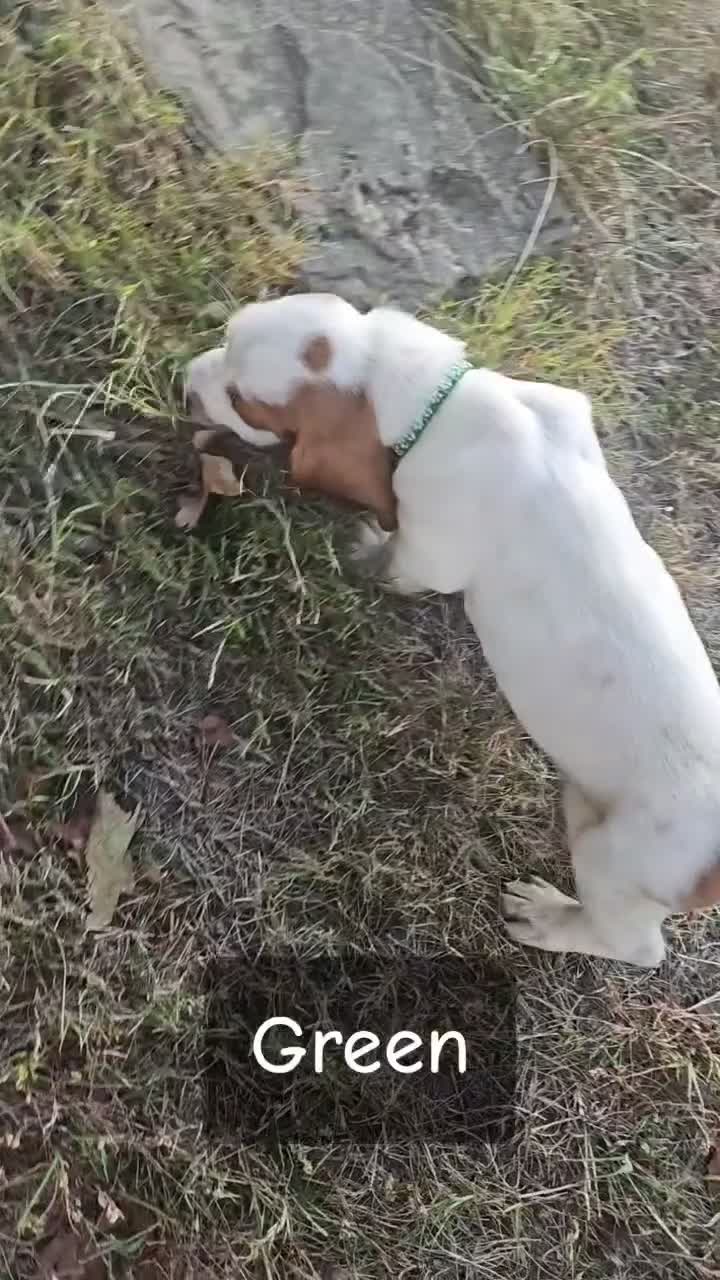 Basset Hound dogs for sale: Basset Hound-Green - Video 1