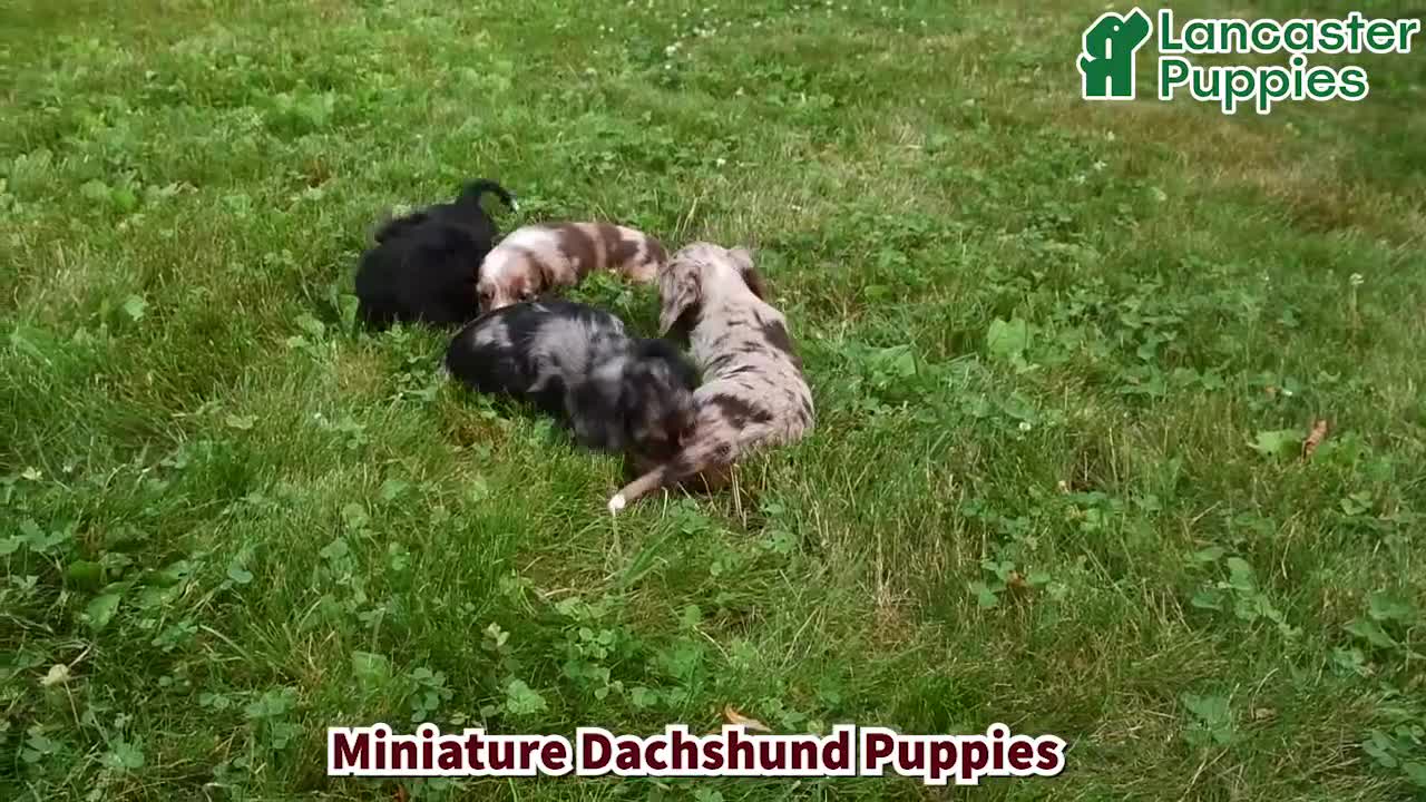 Miniature Dachshund dogs for sale: Karla - Video 1
