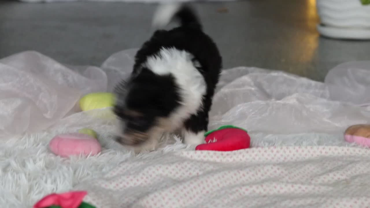 Mixed Breed dogs for sale: Bella - Video 3