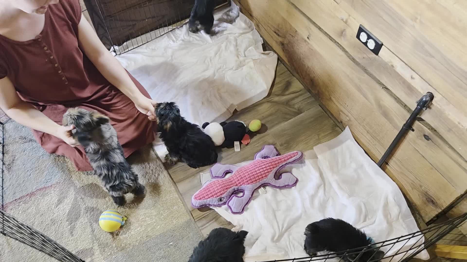 Yorkshire Terrier dogs for sale: Winnie Lace - Video 2
