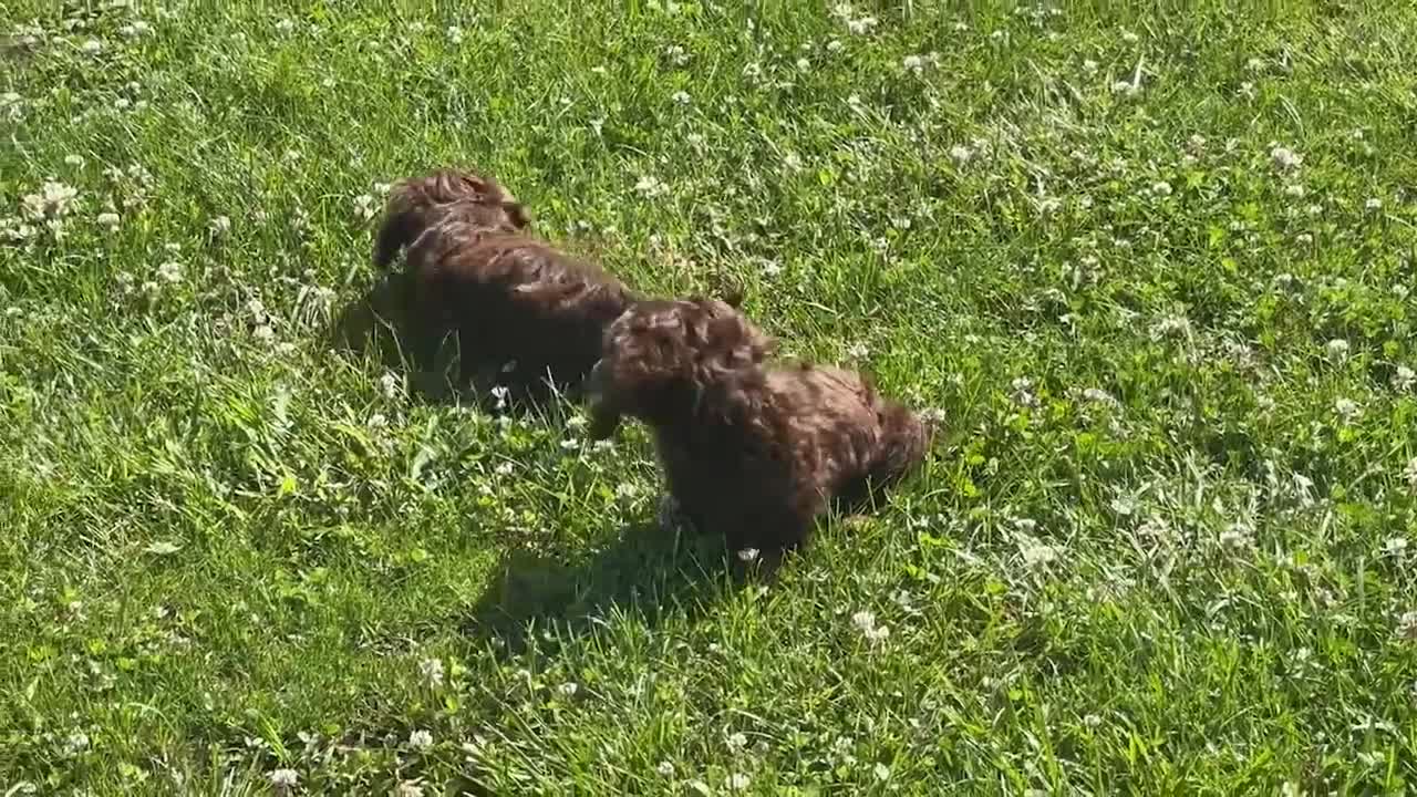 Miniature Dachshund dogs for sale: Tommy - Video 1