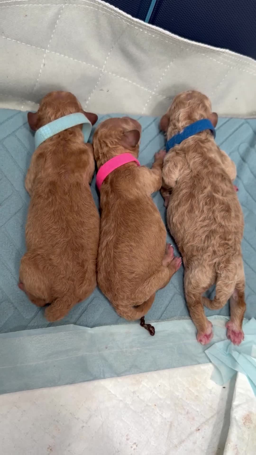 Mini Goldendoodle dogs for sale: Mini Goldendoodle Puppy 4 - Video 1