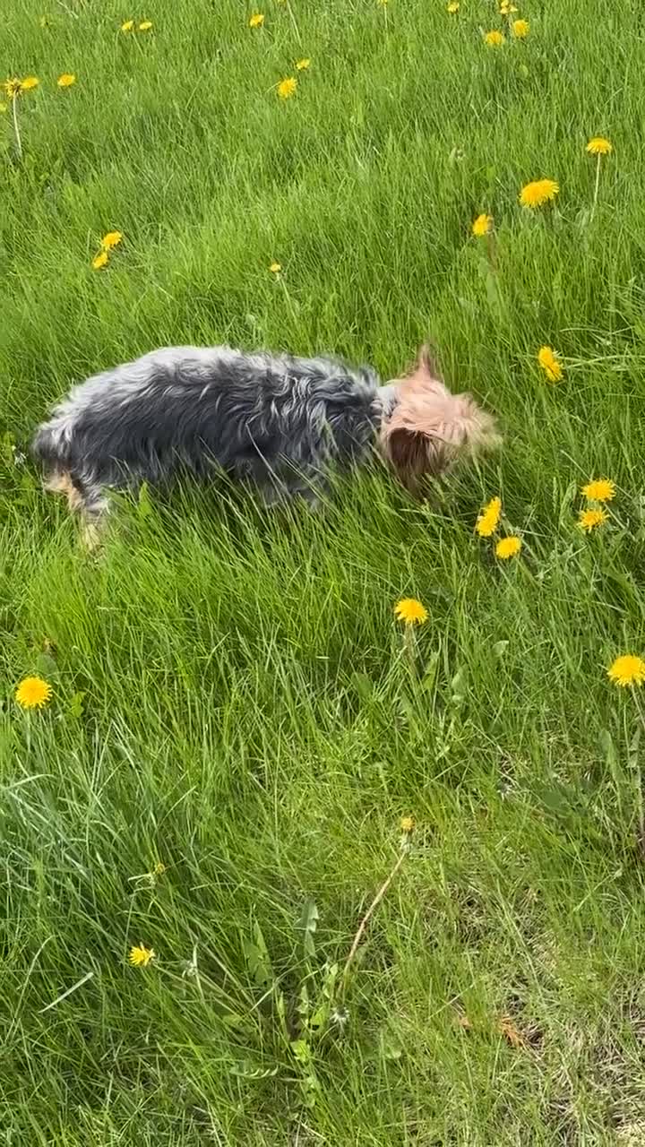 Yorkshire Terrier dogs for sale: Yorkshire Terrier Puppy 1 - Video 3