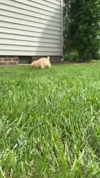 Miniature Labradoodle dogs for sale: Gigi - Video 1