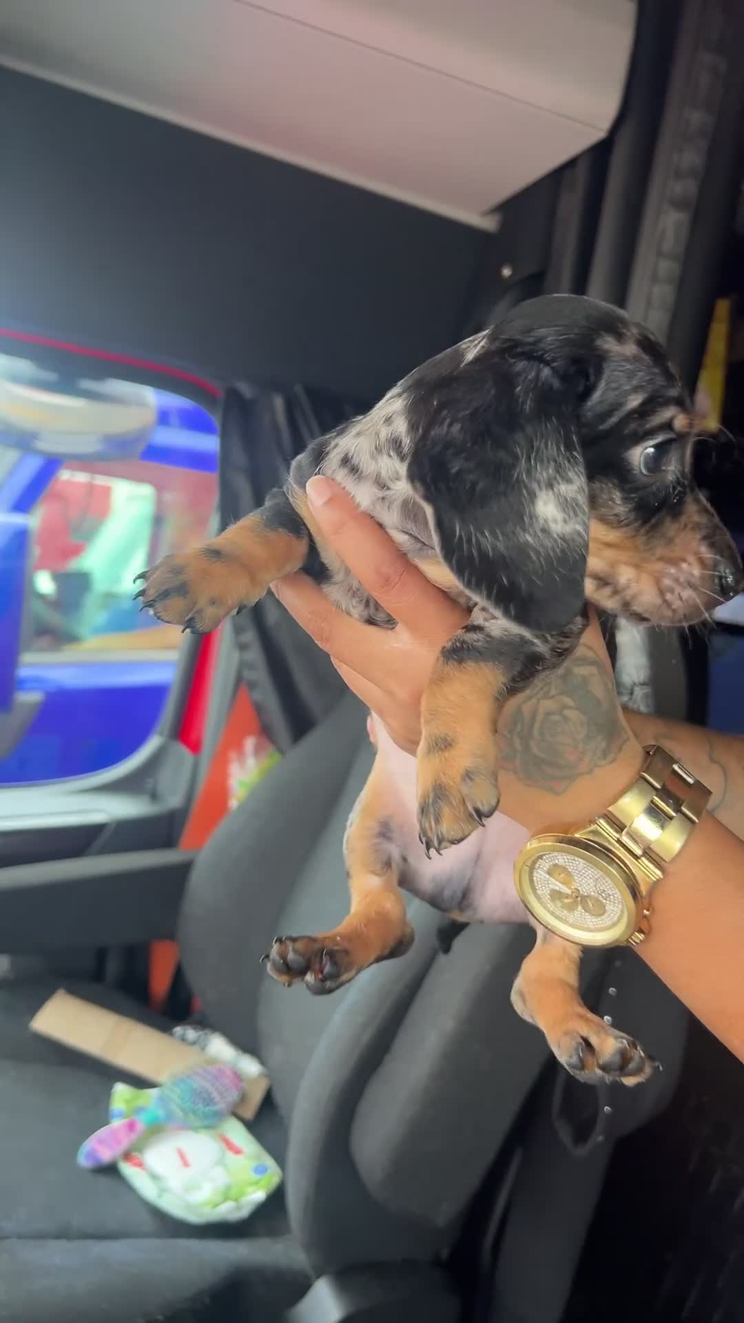 Dachshund dogs for sale: Dasher - Video 1