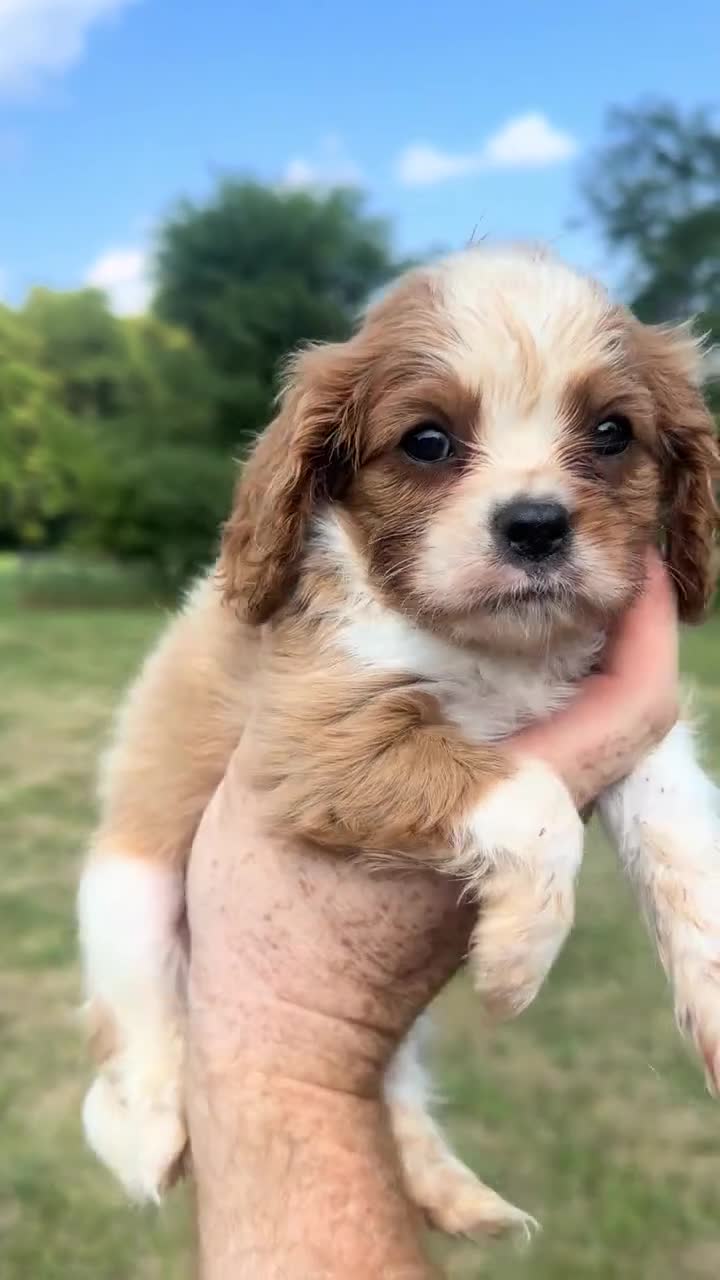 Cavalier King Charles Spaniel dogs for sale: Cavalier King Charles Spaniel 1 - Video 1