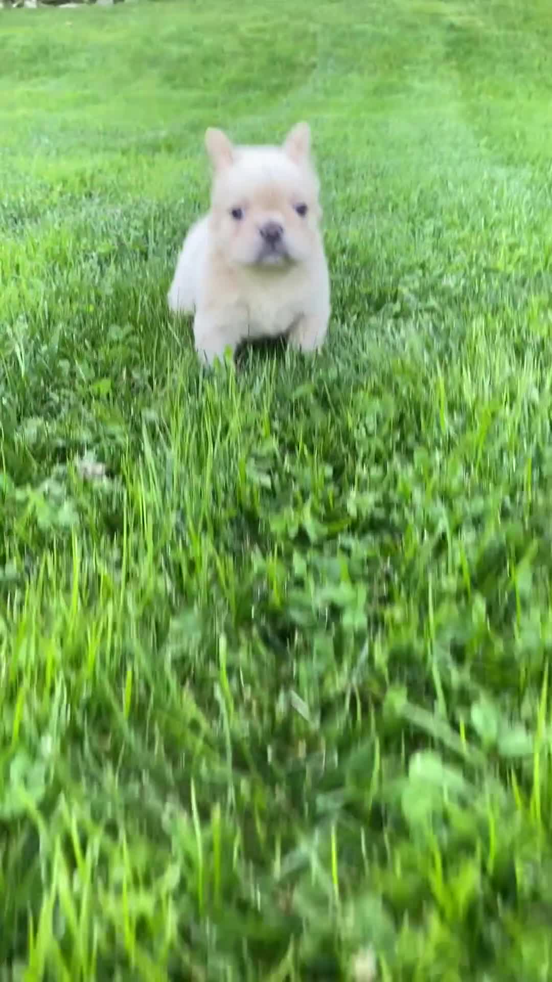 French Bulldog dogs for sale: Shasha - Video 1
