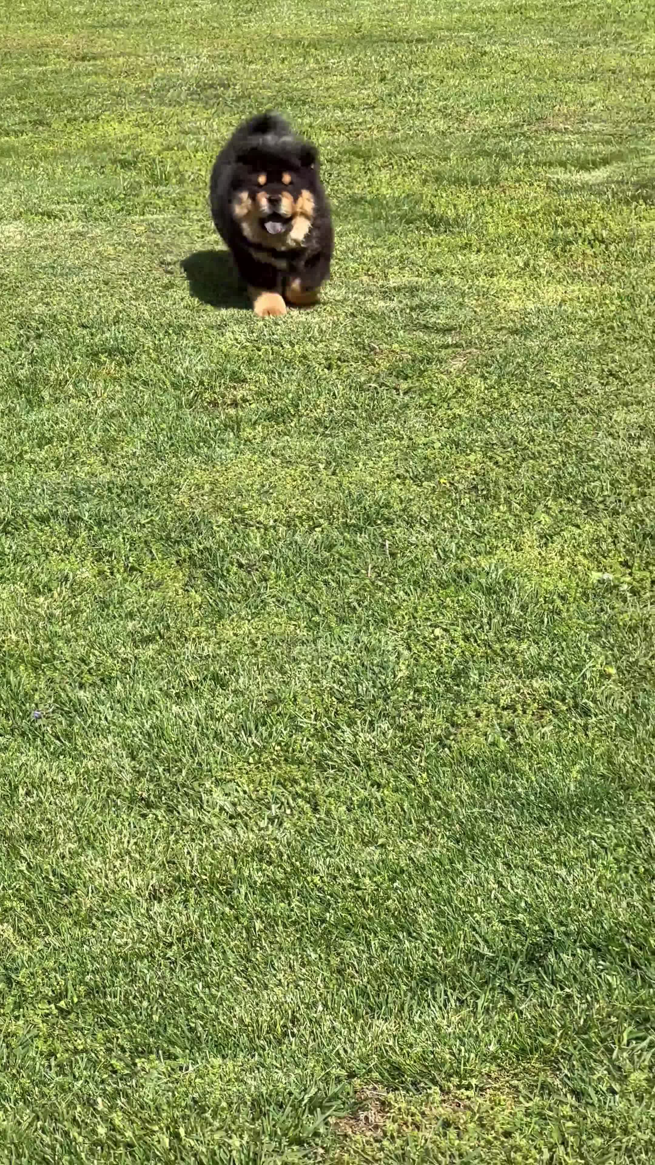Chow Chow dogs for sale: Teddy  - Video 1