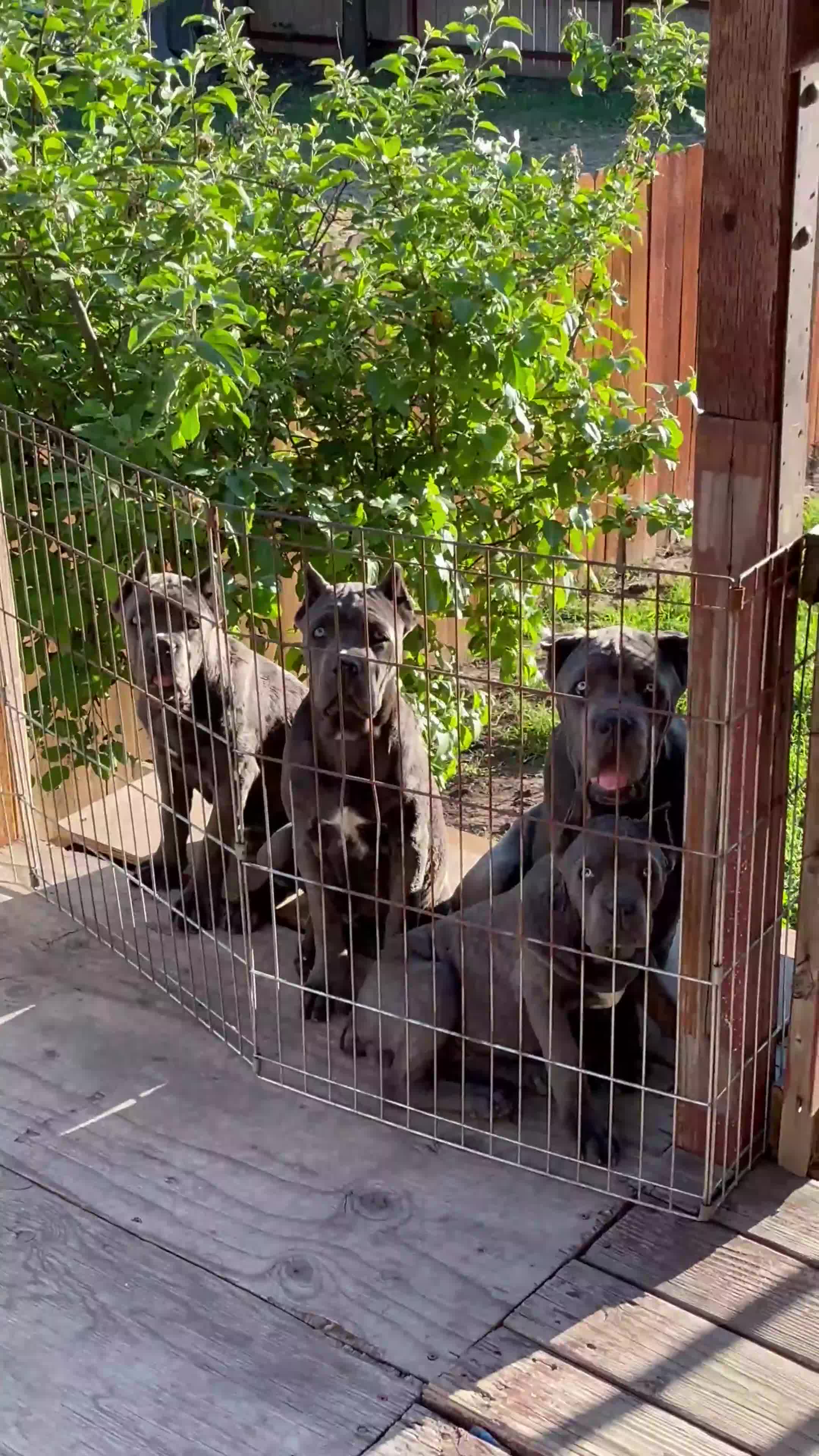 Cane Corso dogs for sale: Petunia - Video 1
