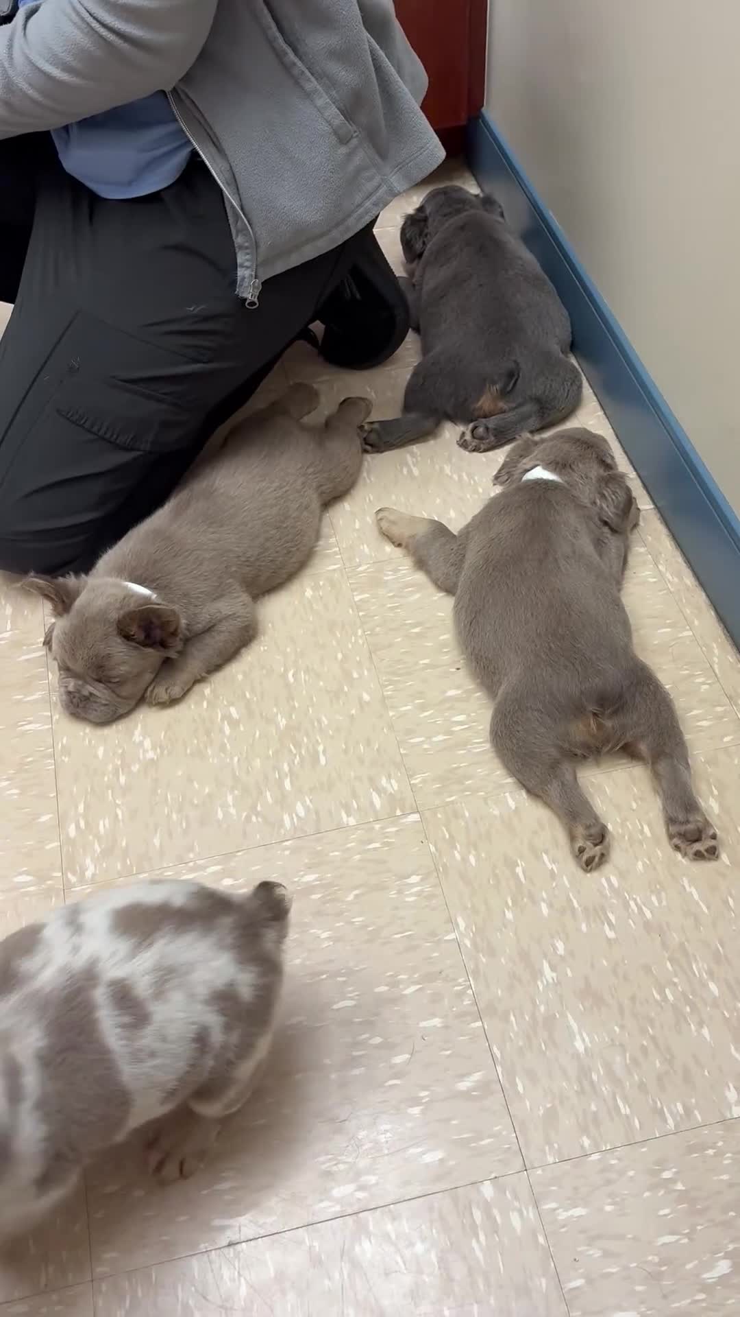 French Bulldog dogs for sale: Stormi  - Video 2