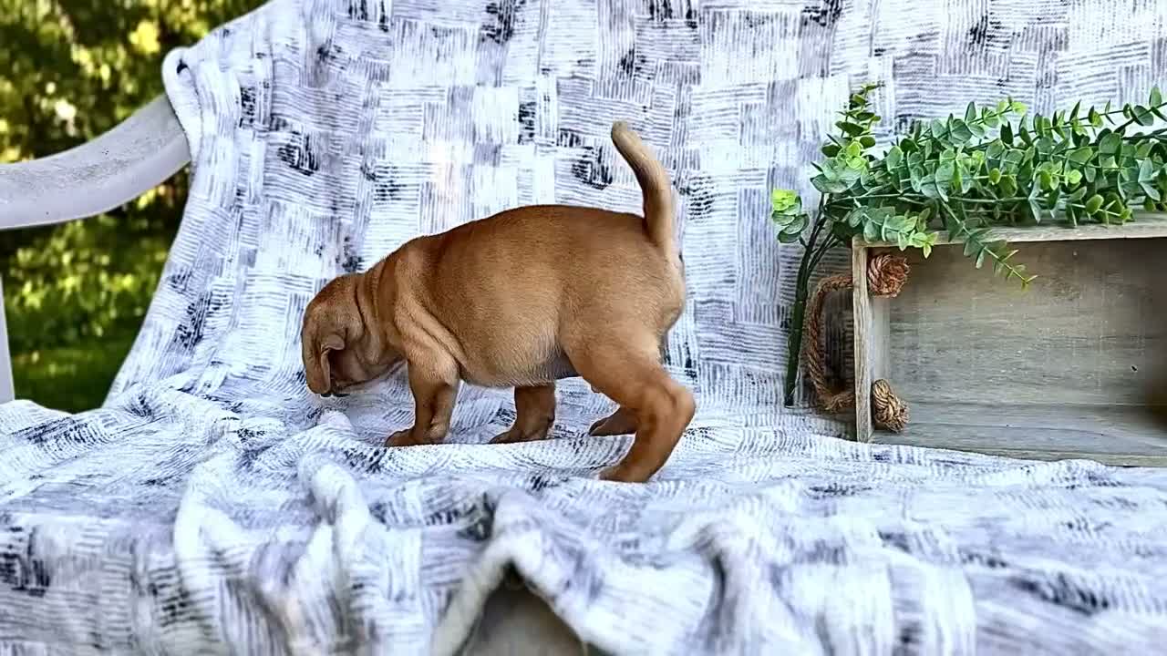 Puggle dogs for sale: Terry - Video 1