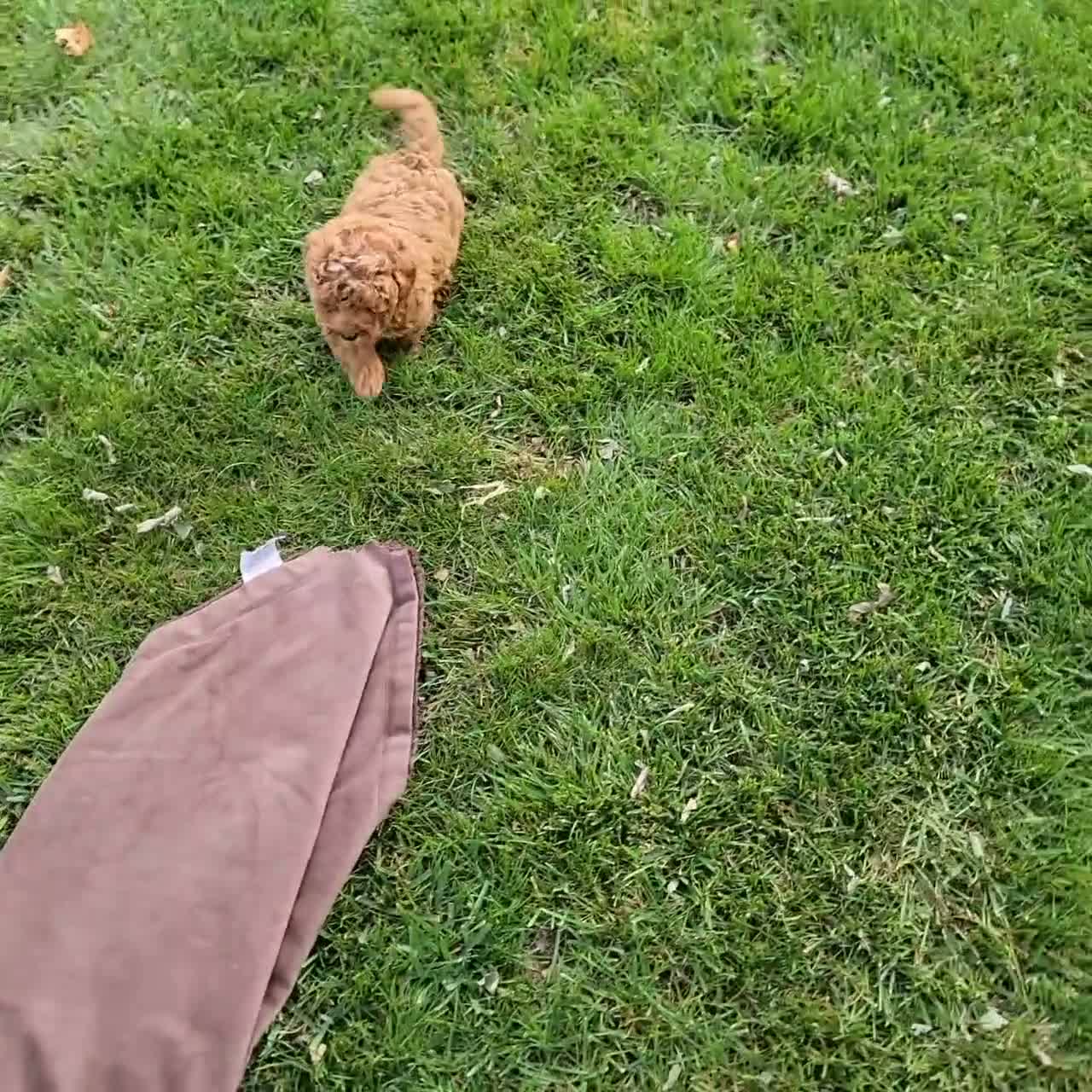 Cavapoo dogs for sale: Rover - Video 1
