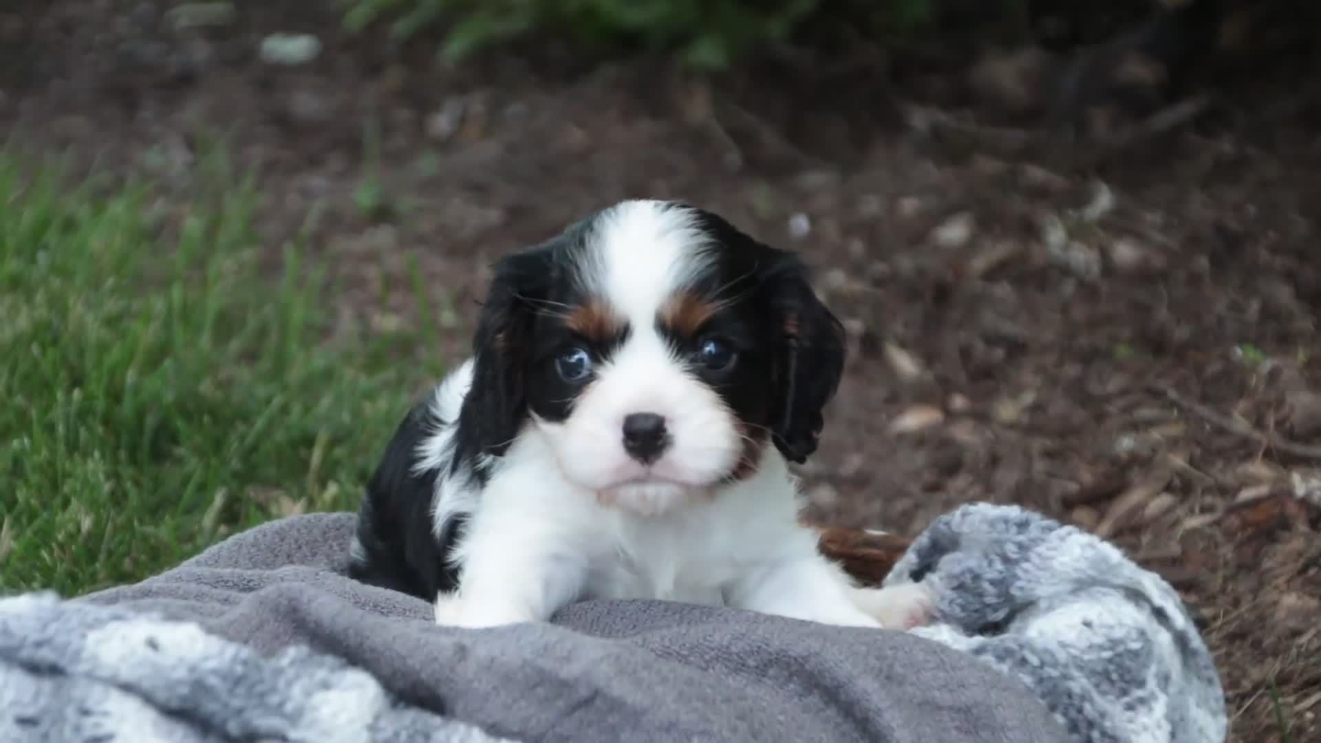 Cavalier King Charles Spaniel dogs for sale: Buddy - Video 1