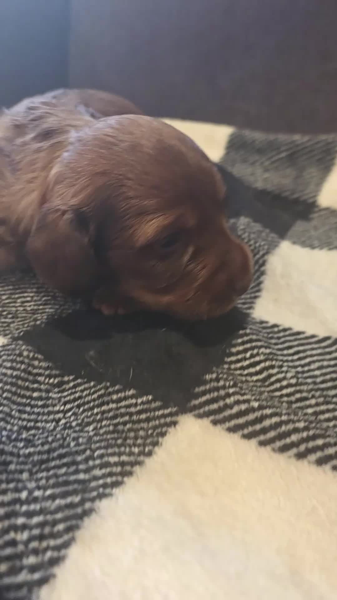 Miniature Dachshund dogs for sale: Starlight - Miniature Dachshund Puppy 💖 - Video 2