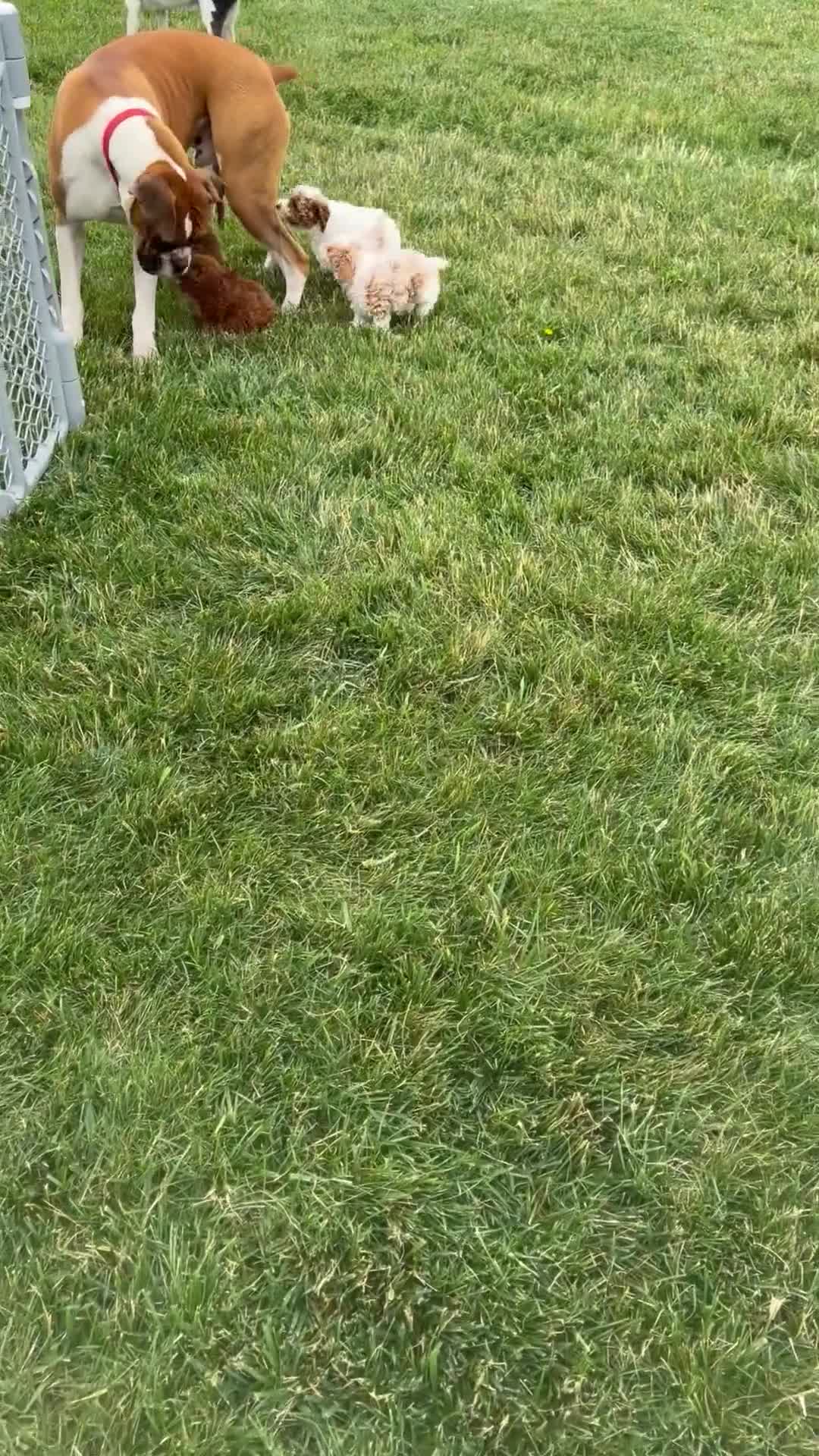 Toy Poodle dogs for sale: Oliver - Video 1