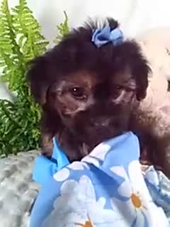 Yochon dogs for sale: Gabby - Video 1